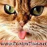 Avatare cu Animale - just_me_oana - Avatare