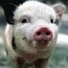Avatare cu Animale - mariusik00 - Avatare